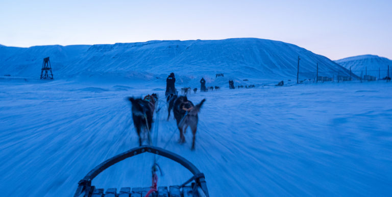 Out dogsledding in the blue light. You pick it up in minutes © Ann J Nordvålen