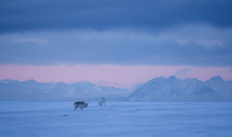 The Svalbard reindeer is compact and shaggy © Jan Nordvålen