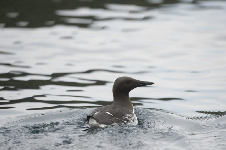 A swimming guillemot © Marten Bril
