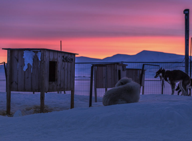 The dogs love being outdoors © Terje Nergard Photography