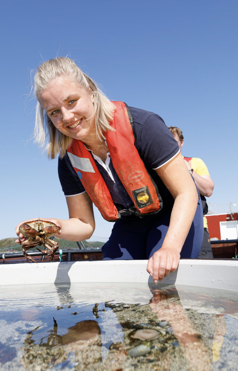 Krabber i massevis i grunne farvann rundt Brønnøysund © Kathrine Sørgård