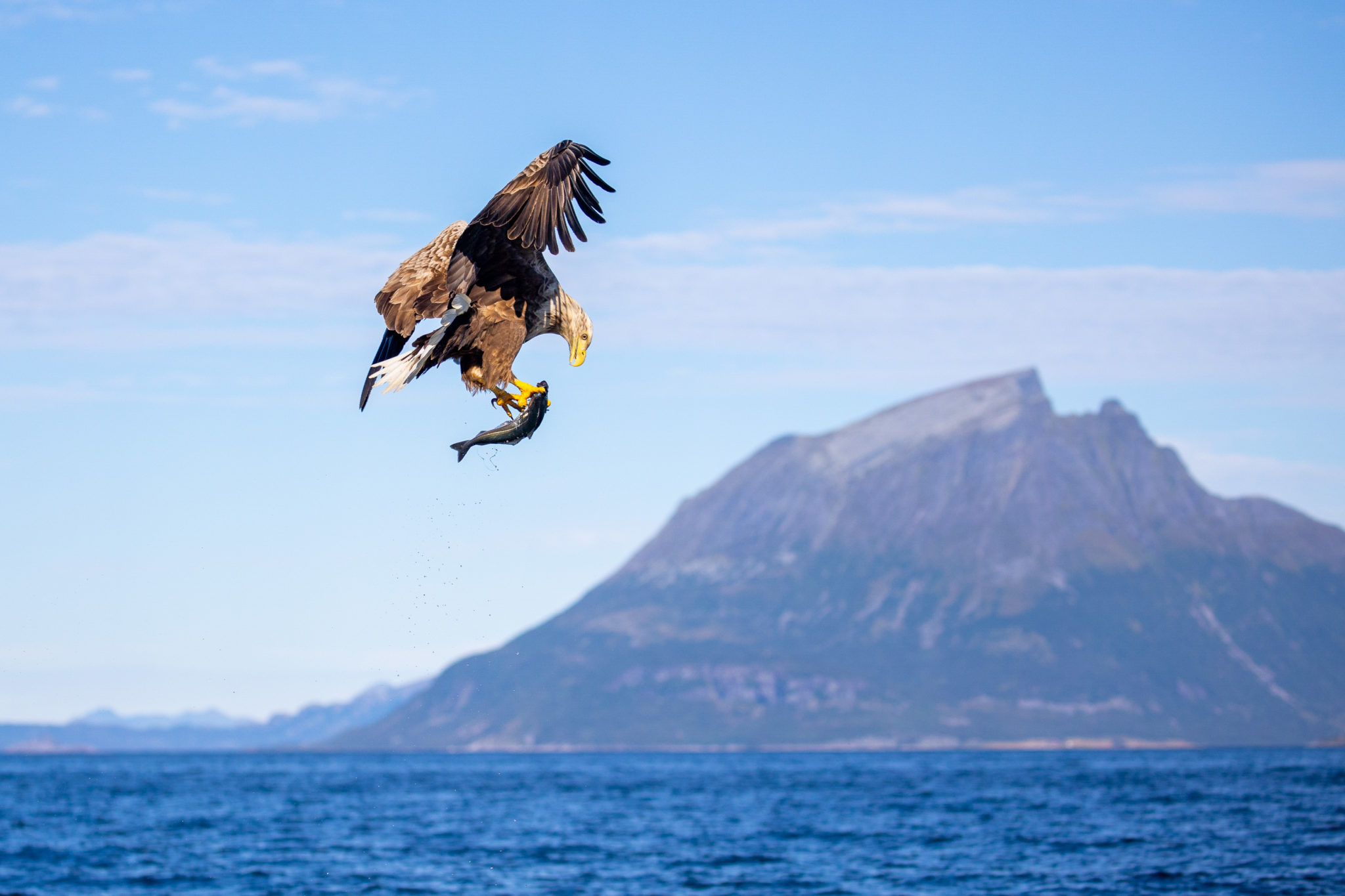 Heftig øyeblikk tett på med ribb, med Visit Nesna på ørnesafari @ Hans-Petter Sørensen / Visit Nesna