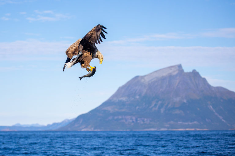 Eagle safari © Hans-Petter Sørensen/Visit Nesna