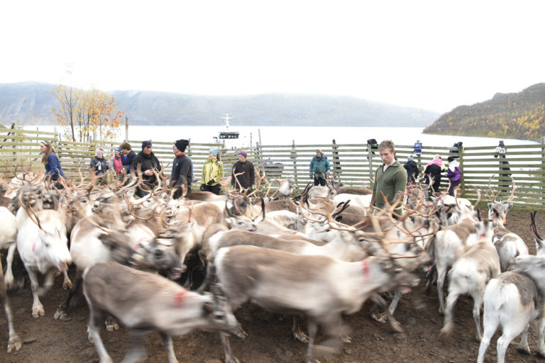 Hele familien er engasjert under høstflyttingen. I bakgrunnen kommer landsgangsfartøyet fra marinen som skal pramme reinen tilbake til fastlandet © Marit Helene Eira
