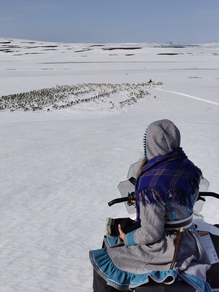 Våren er her tross snøen, og reinen er på vandring mot kysten  © Marit Helene Eira