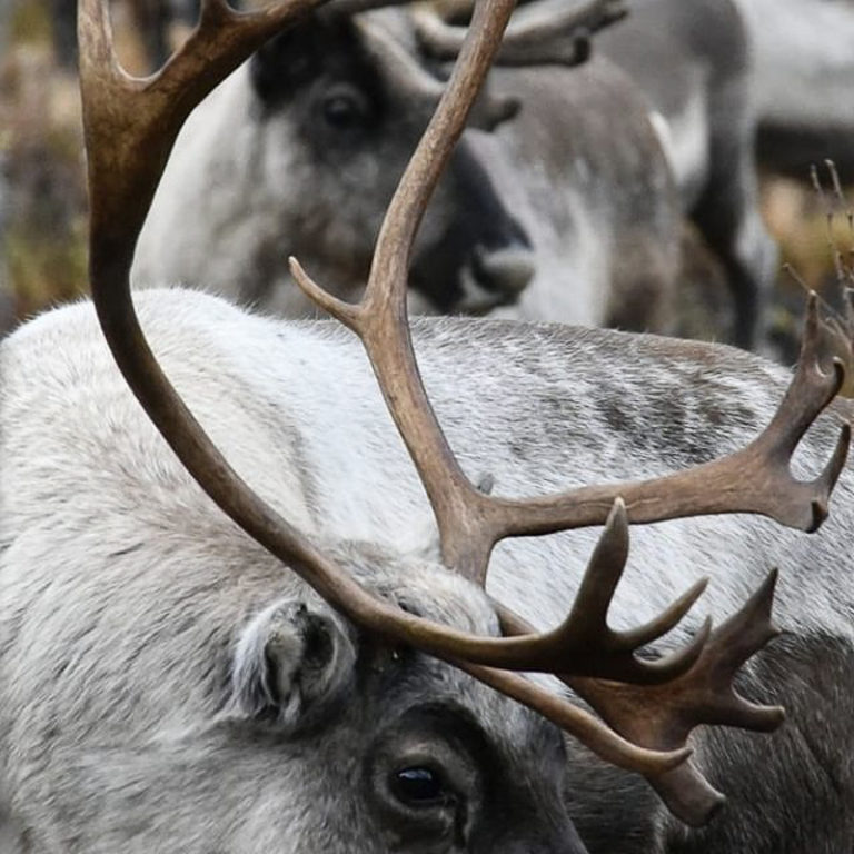 Tett vinterpels på plass utpå høsten © Marit Helene Eira