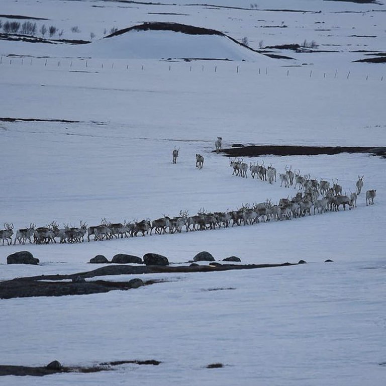 Mye av vårflyttinga foregår om kvelden og natta, så reinen kan gå på skara © Marit Helene Eira