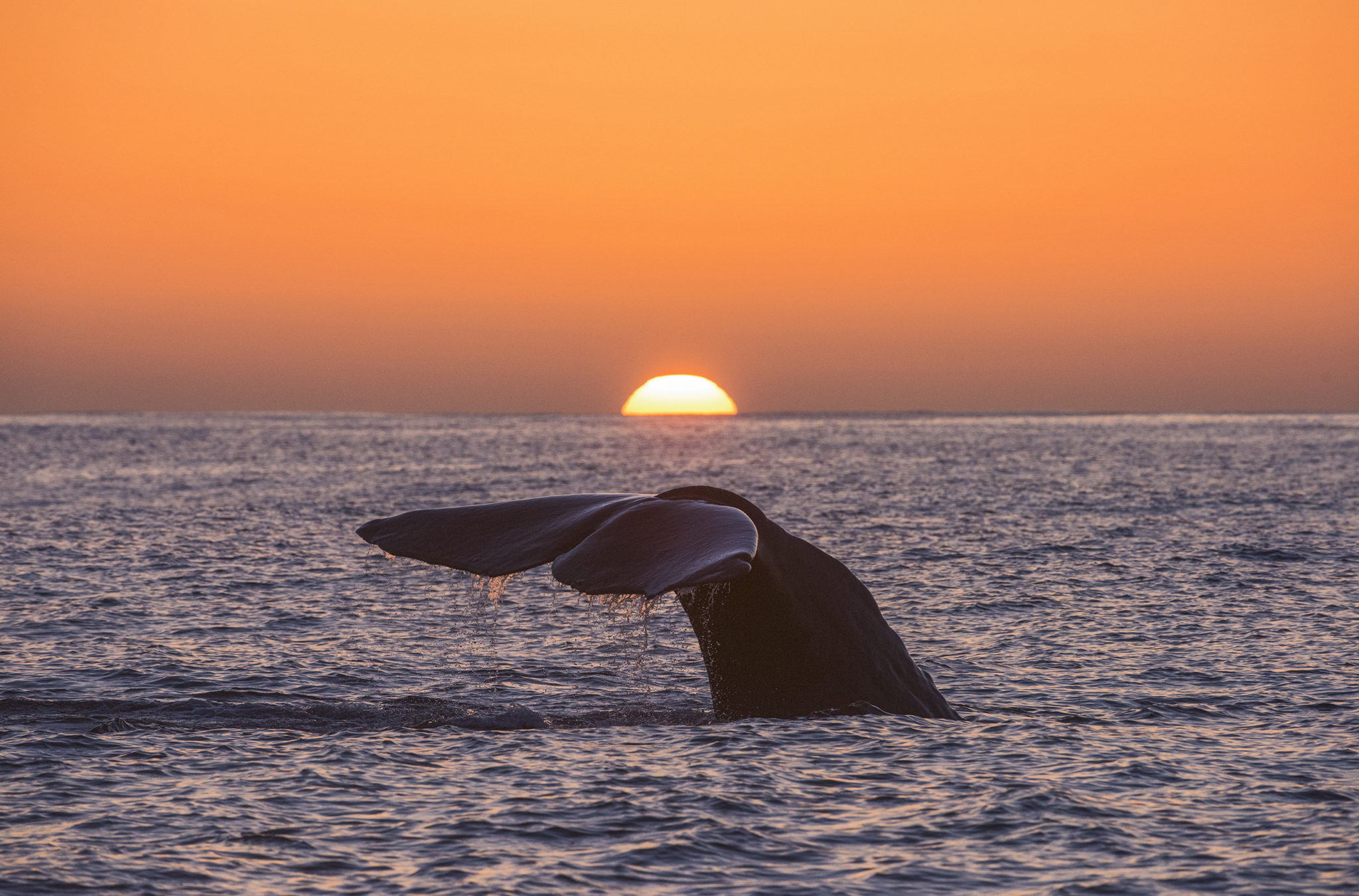Hval i solnedgang. Foto: Marten Bril