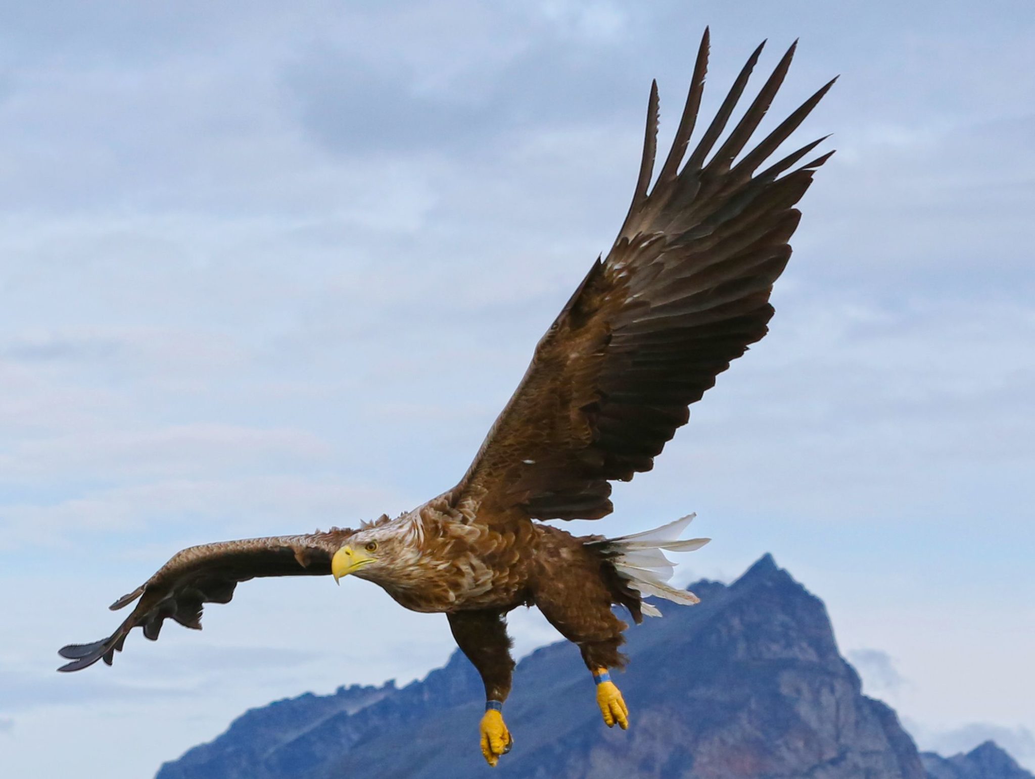 White tailed eagles just outside your window. Photo: Lauklines.no