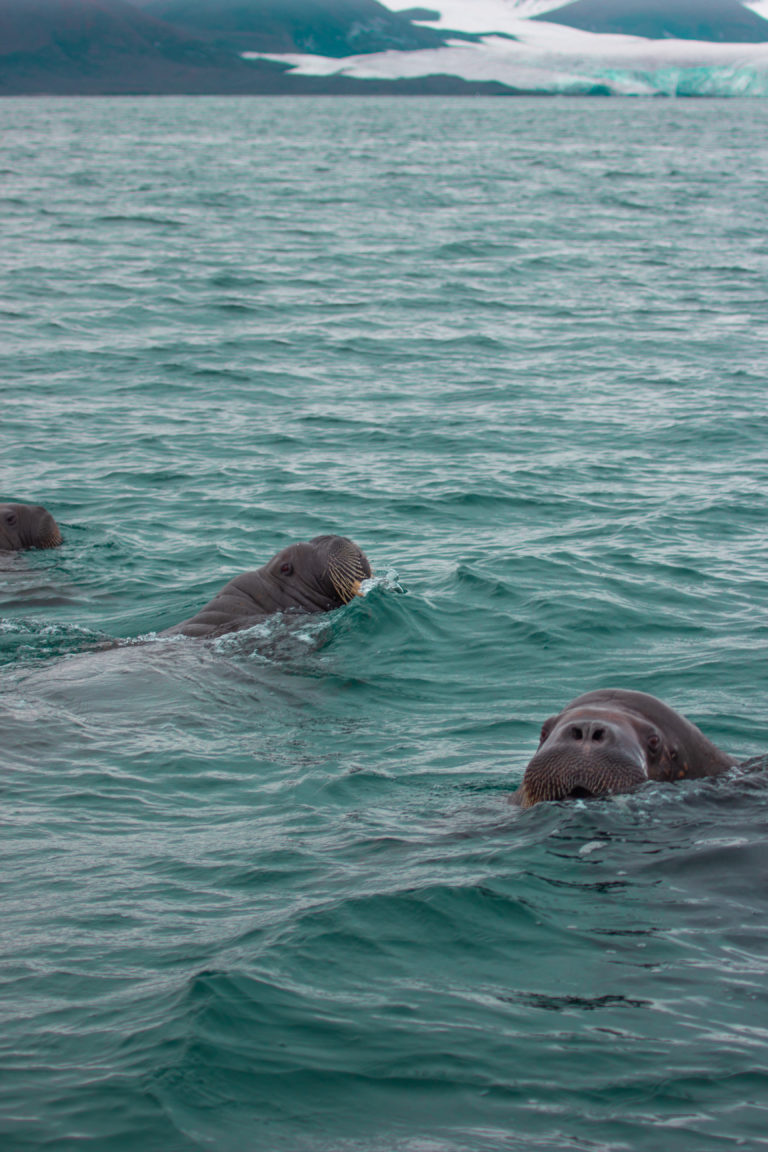 Foto: Eveline Lunde / Hurtigruten Svalbard