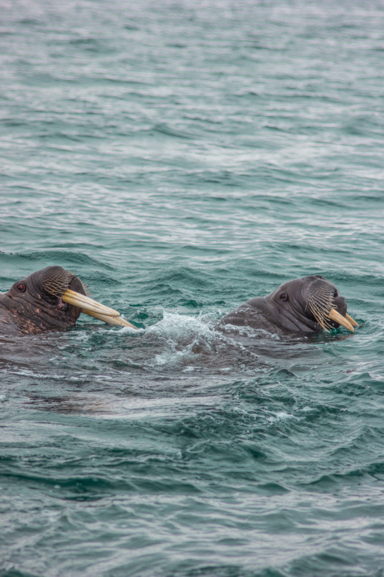 Foto: Eveline Lunde / Hurtigruten Svalbard
