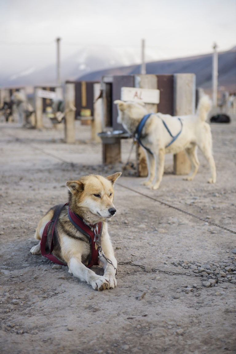 Polarhund. Foto: Agurtxane Concellon
