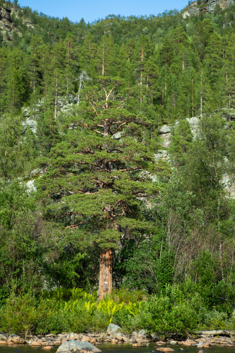 Sieimma Kongen. Foto: Amazing Troms