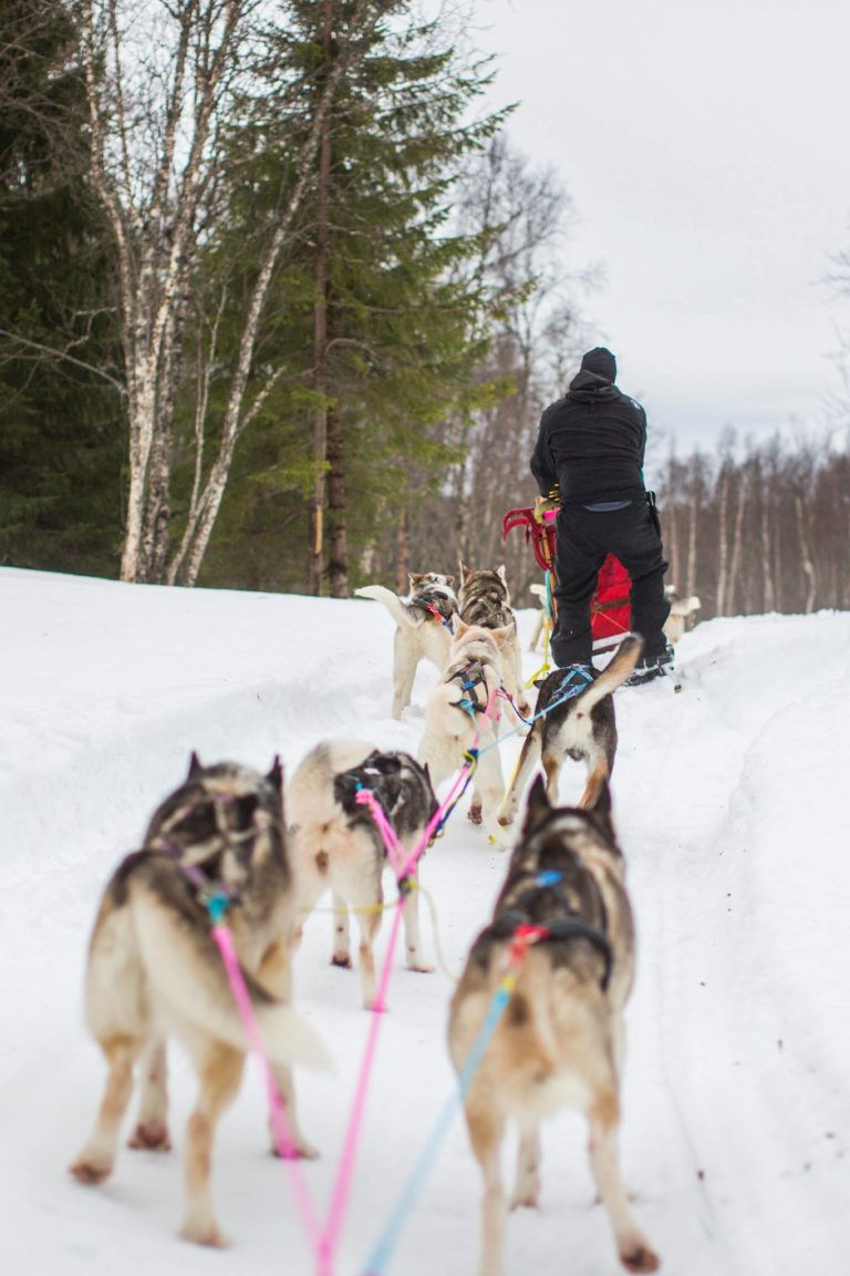 Huskyfarm på Dyrøy