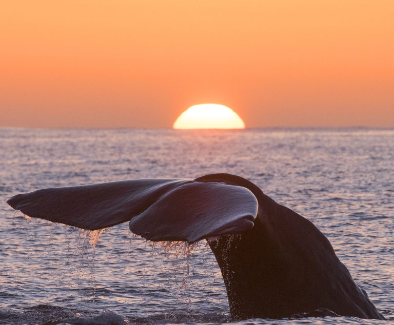 Whale into the horizon © Vesterålen / Whale2sea