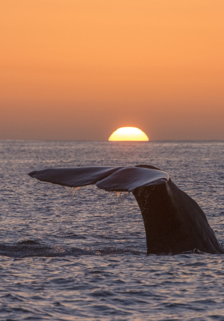 Both the sun and the whale are going down © Vesterålen / Whale2sea