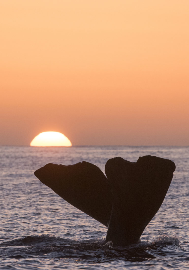 The tail raising before diving © Vesterålen / Whale2sea
