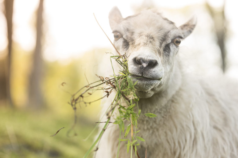 The livestock is a bit everywhere at © Harriet M. Olsen/Sør-Troms museum