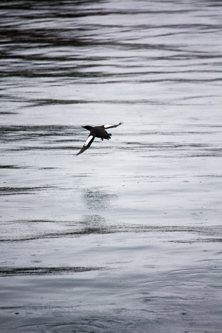 Guillemot © Katelin Pell