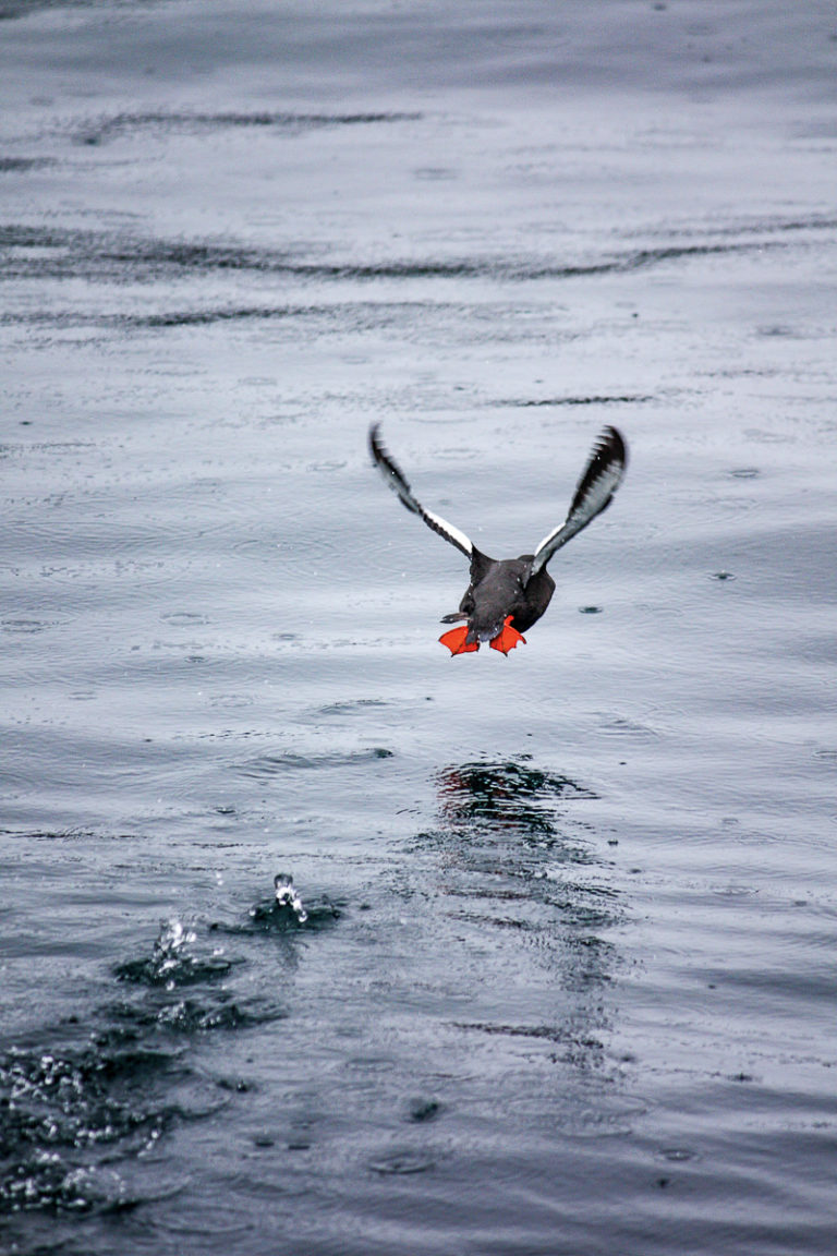 The red-legged oystercatcher taking off © Katelin Pell