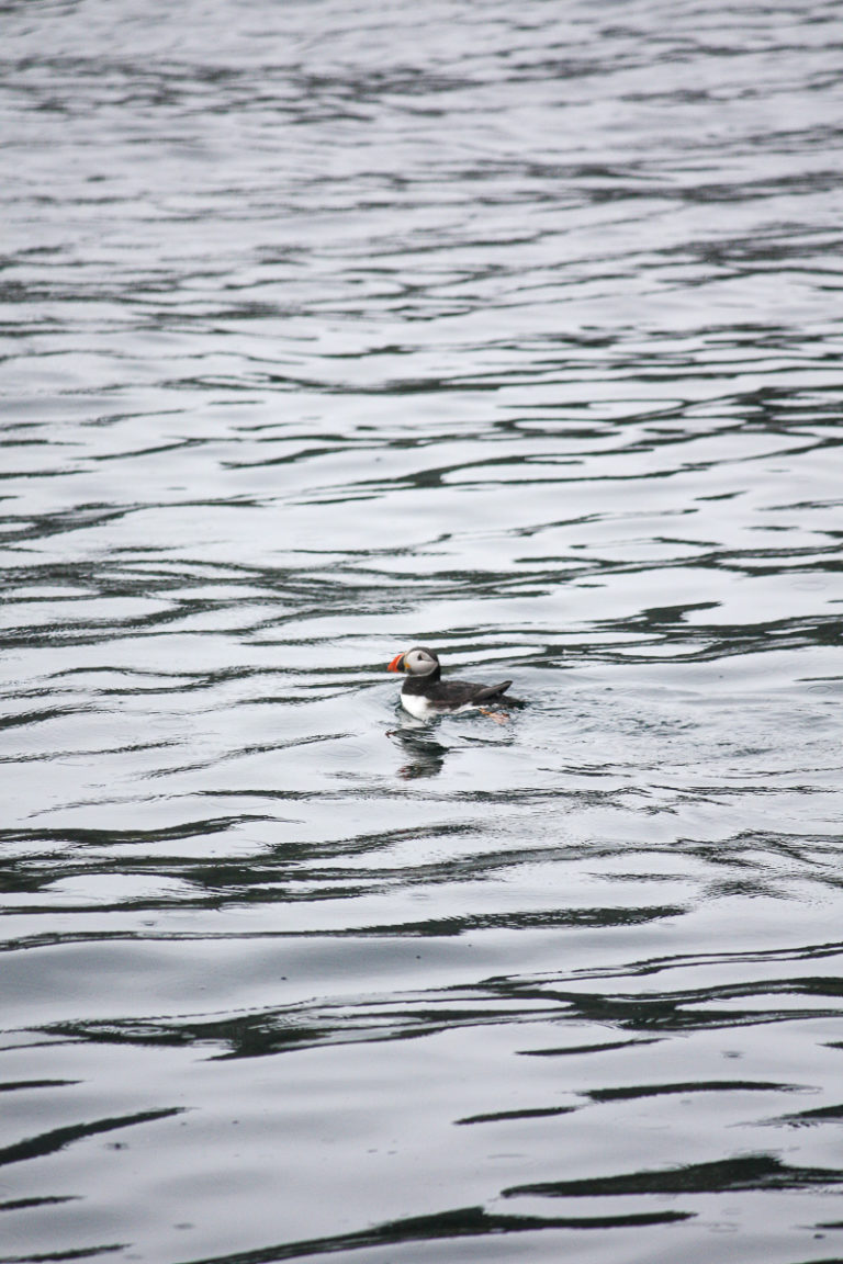 Lonesome puffin © Katelin Pell