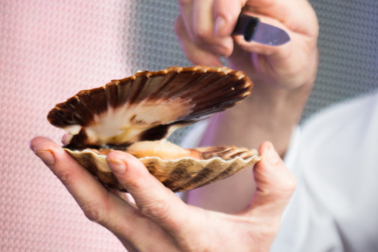 A fresh scallop, the aroma of salt sea. Photo: Janneche Strønen