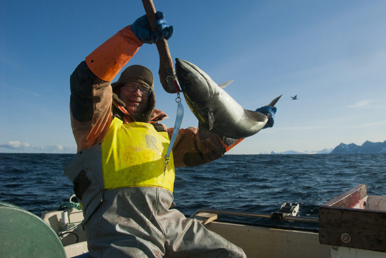 Fisherman, cod and Senja's outer coast © Reiner Schaufler