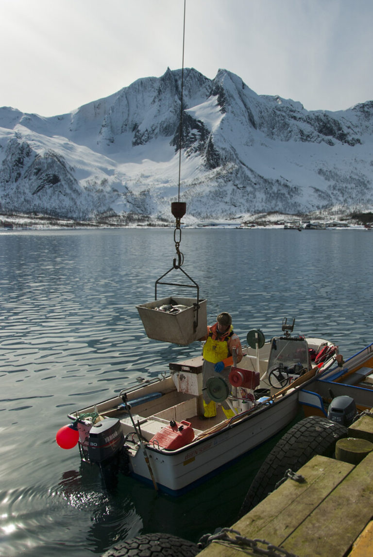 Lossing av torsk  © Reiner Schaufler 