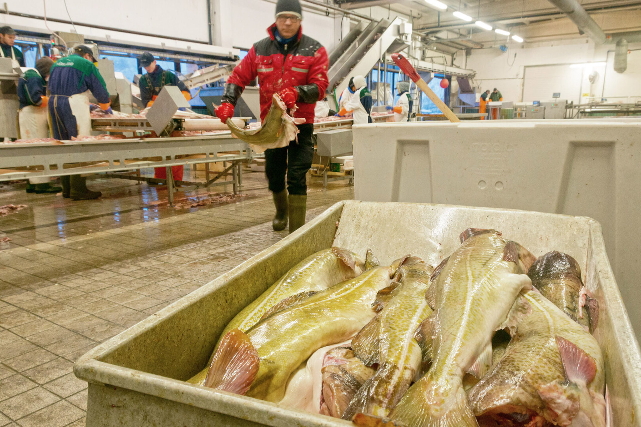 Skrei under vinterfisket  © Reiner Schaufler 