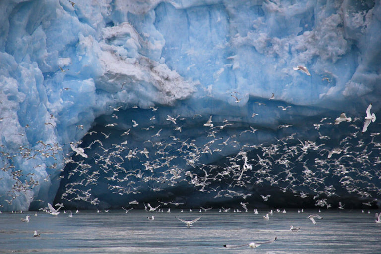The birds are back at Svalbard, some came all the way from Antarctica © Marcela Cardenas