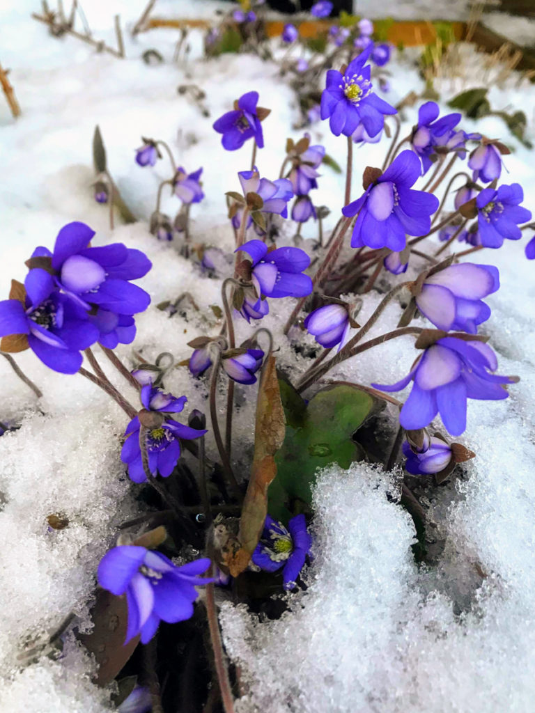 The liverwort in Tromsø in a temporary setback. Spring comes with moodswings © Knut Hansvold