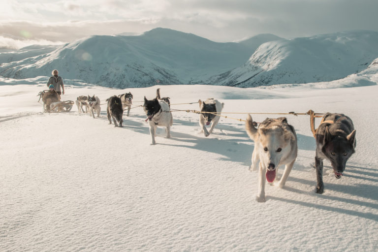 Husky riding in the fjords © Håvard Nesbø