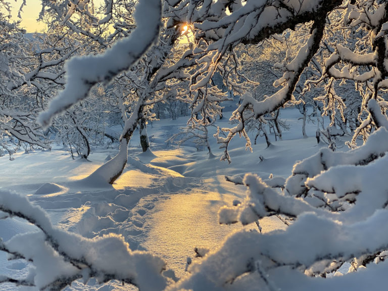 In the snowy forest around Mount Aunfjellet ©Bernd Kossmann/Arcticconcepts