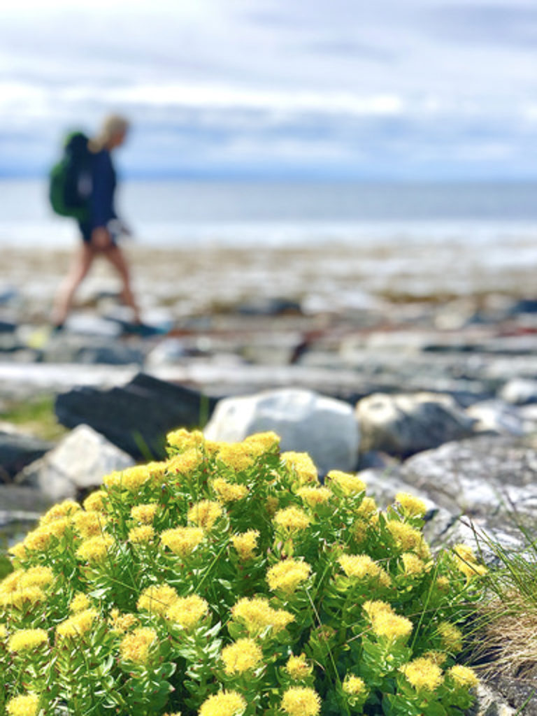 Summerhike around the Tamsøya island © Tamsøya