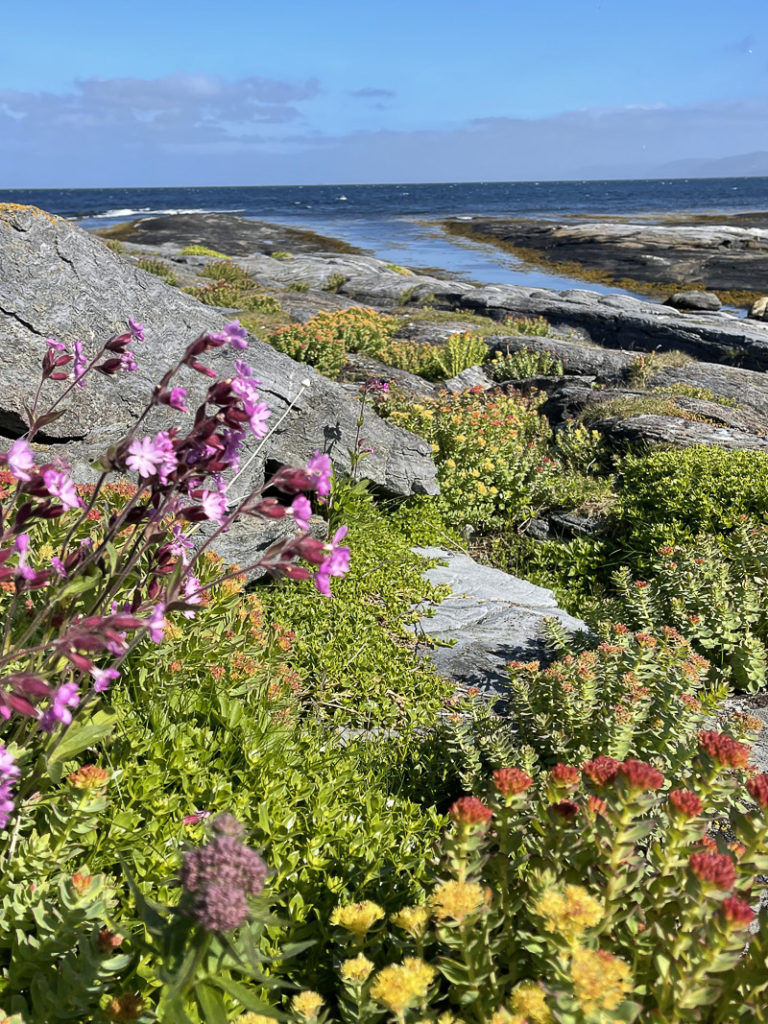Sticky catchfly and golden root © Tamsøya