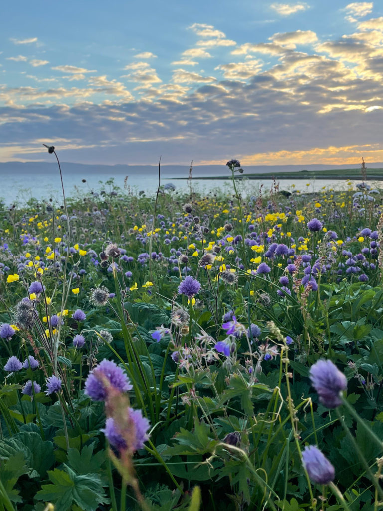 Summer meadow © Tamsøya