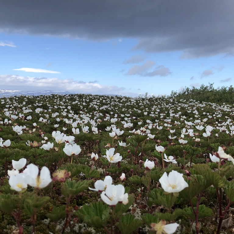 A sea of cloudberry flowers in June © Tamsøya