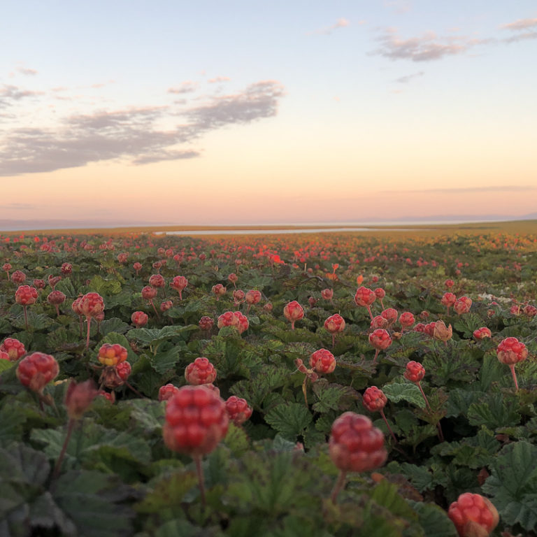 A night in July, and the berries are red and unripe © Tamsøya