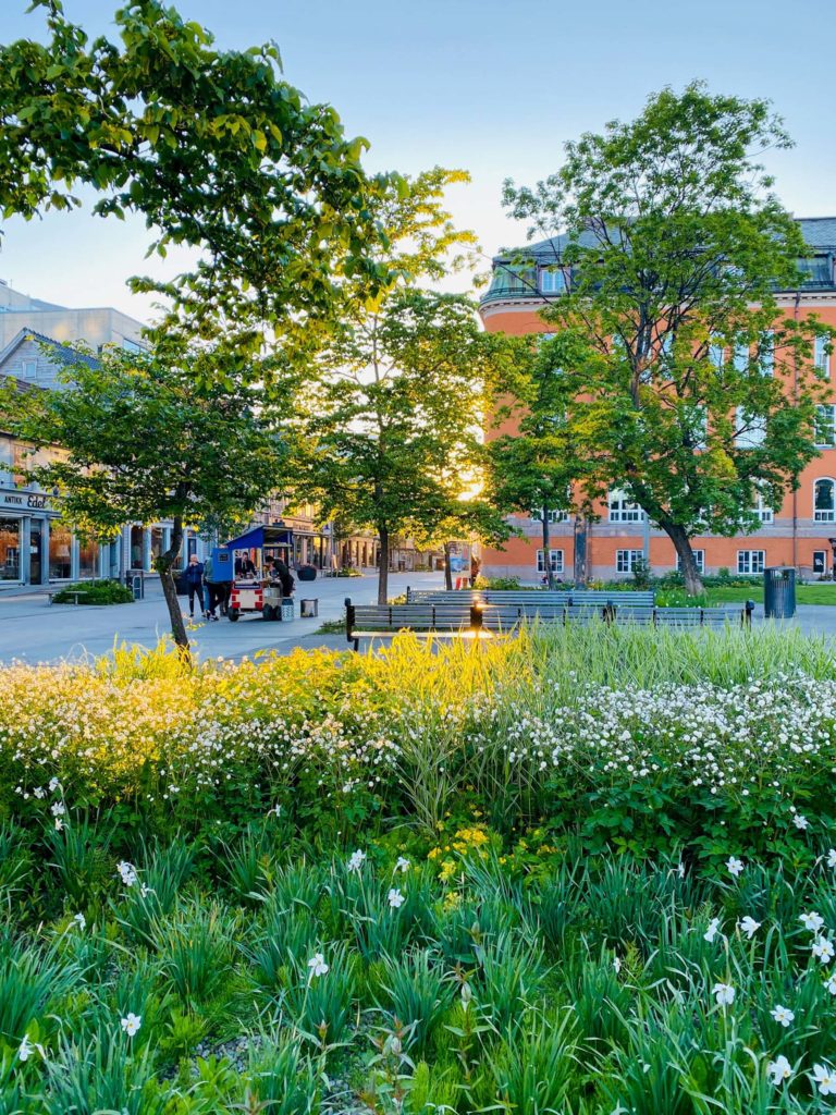 A midnsummer night in Tromsø's church park © Knut Hansvold
