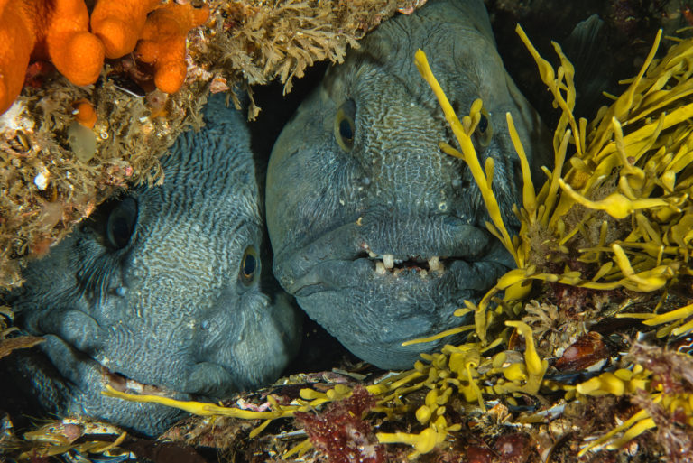 Et steinbit-par hviler på havbunnen i Saltstraumen. © Vebjørn Karlsen