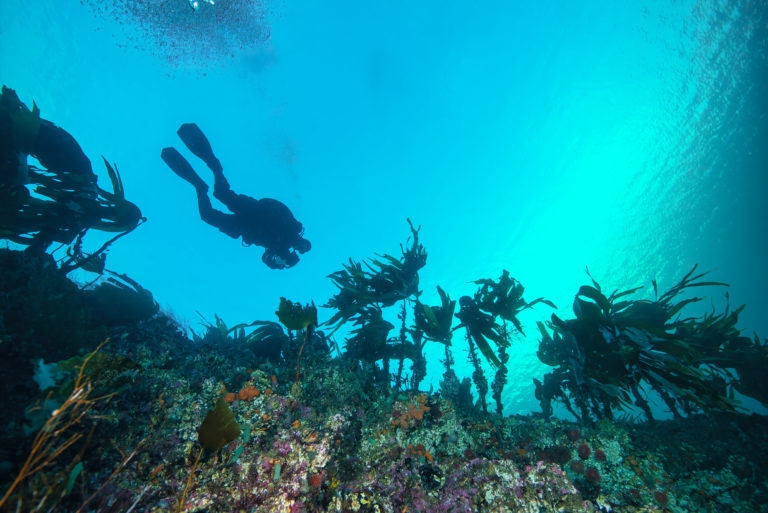 Saltstraumen is a paradise for the experienced diver © Vebjørn Karlsen