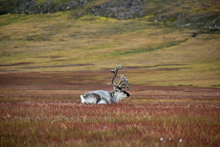 Reinsdyr ser du ofte på Svalbard © Marcela Cardenas
