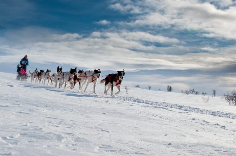 Over vidda med hund © Geir Stian Larsen