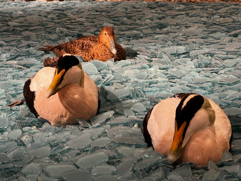 Fargerike ekaller og brune eer, ærfuglen på Svalbard tilhører den nordlige underarten © Hege Anita Eilertsen / Svalbard museum