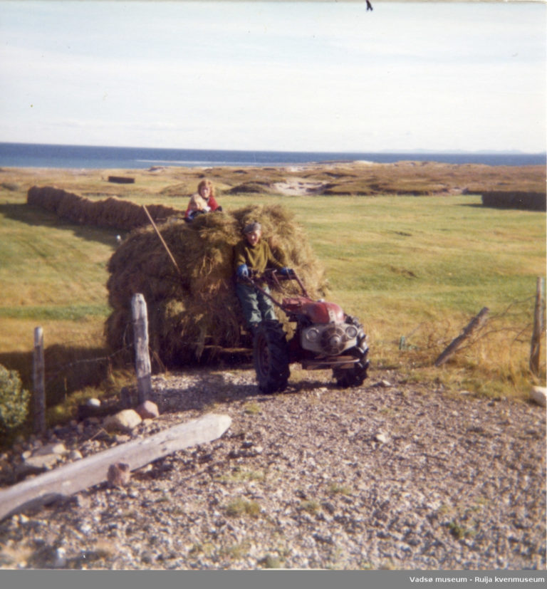 Hey being gathered at Skallelv, 1976 © Vadsø museum - Ruija kvenmuseum