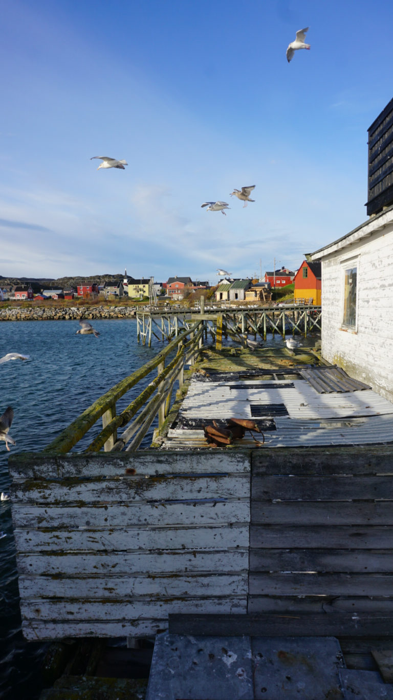 Måsen er med oss i Bugøynes © Knut Hansvold