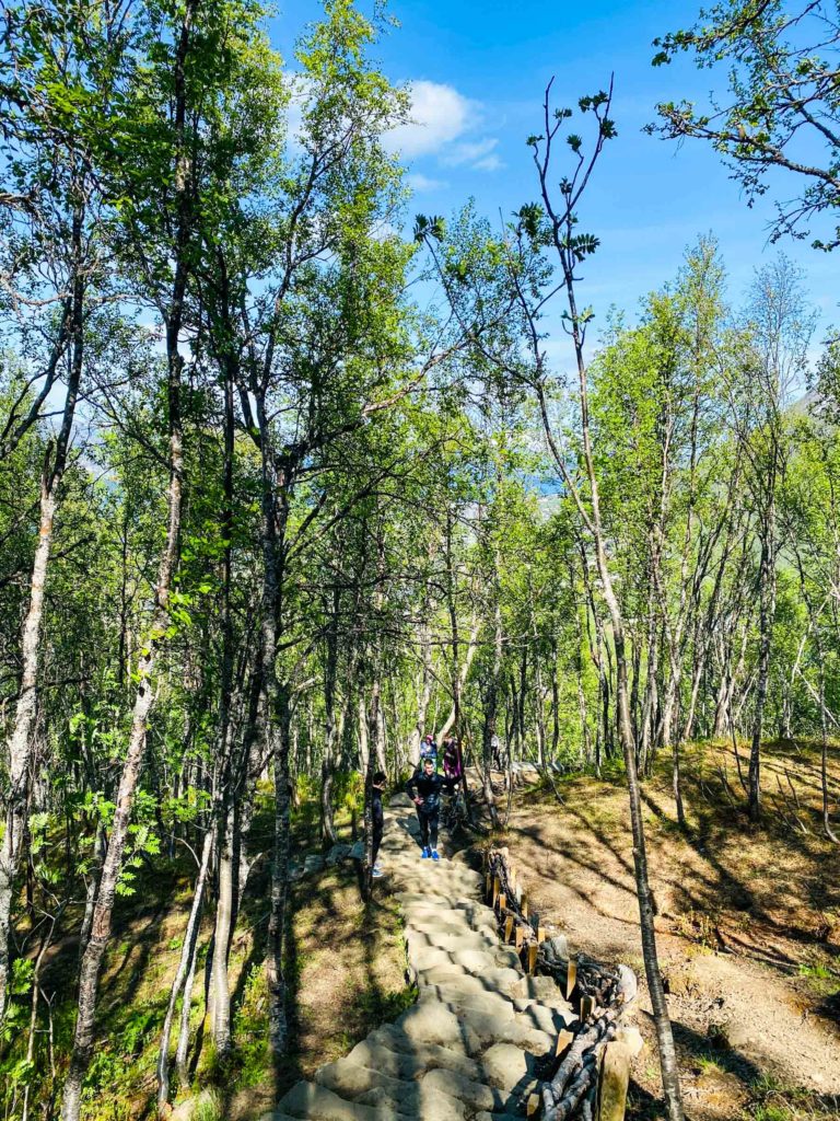In early June, the forest is full of life © Knut Hansvold