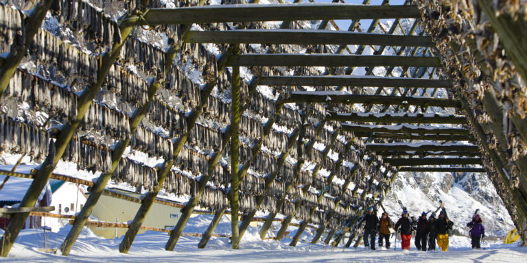 Stockfish hanging over the free ski riders. Photo: Espen Mortensen / nordnorge.dev09.dekodes.no