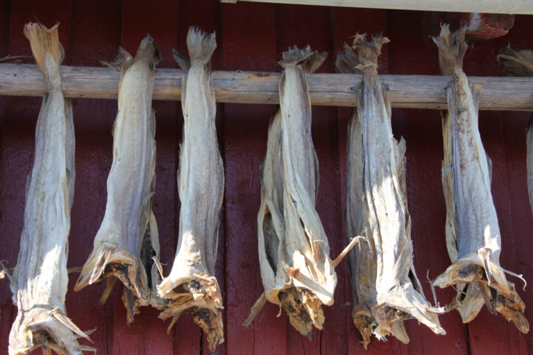 Tørrfisk på heng i Henningsvær. Foto: Roger Johansen / nordnorge.dev09.dekodes.no / Lofoten
