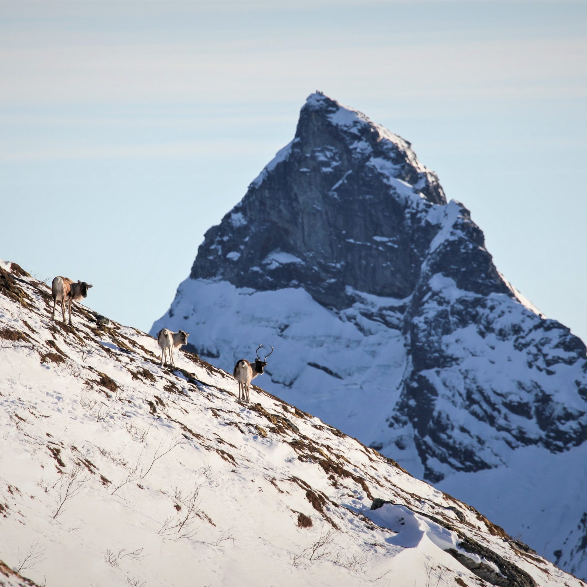Reinsdyr på Kvarven, med Trolltinden og Sjunkhatten nasjonalpark i bakgrunnen. Foto: Roger Johansen / nordnorge.dev09.dekodes.no